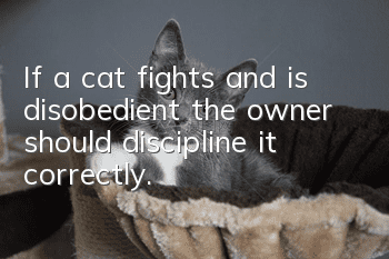 If a cat fights and is disobedient, the owner should discipline it correctly.