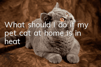 What should I do if my pet cat at home is in heat?