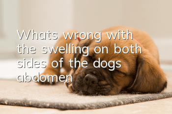 What’s wrong with the swelling on both sides of the dog’s abdomen?