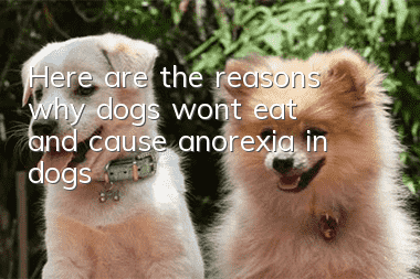Here are the reasons why dogs won’t eat and cause anorexia in dogs!