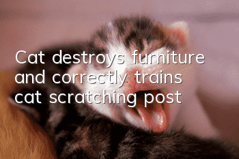 Cat destroys furniture and correctly trains cat scratching post