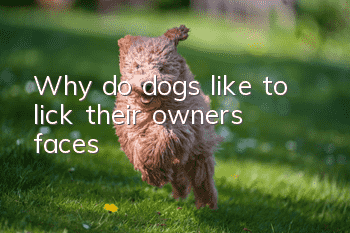 Why do dogs like to lick their owners’ faces?