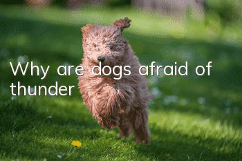 Why are dogs afraid of thunder?