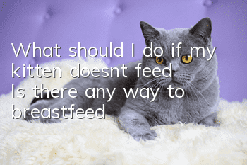 What should I do if my kitten doesn’t feed? Is there any way to breastfeed?