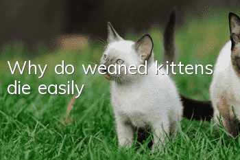 Why do weaned kittens die easily?