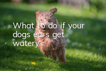 What to do if your dog’s ears get watery