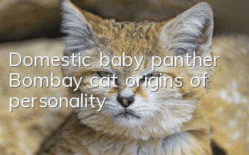 Domestic baby panther Bombay cat origins of personality