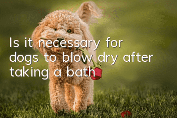 Is it necessary for dogs to blow dry after taking a bath?