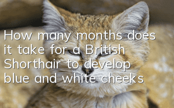 How many months does it take for a British Shorthair to develop blue and white cheeks?