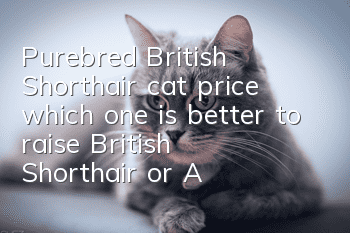 Purebred British Shorthair cat price, which one is better to raise, British Shorthair or American Shorthair?