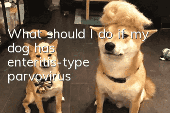 What should I do if my dog has enteritis-type parvovirus?