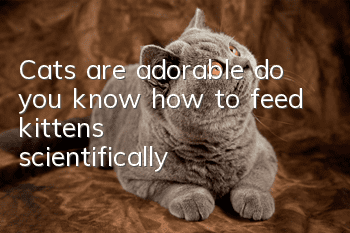 Cats are adorable, do you know how to feed kittens scientifically?
