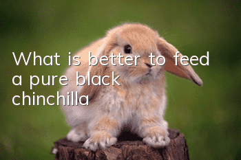What is better to feed a pure black chinchilla?
