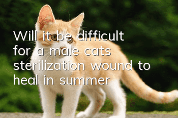Will it be difficult for a male cat’s sterilization wound to heal in summer?