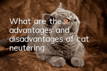 What are the advantages and disadvantages of cat neutering