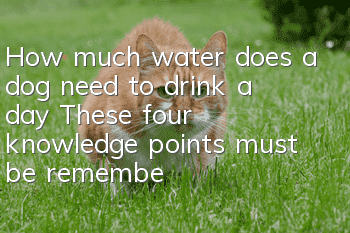 How much water does a dog need to drink a day? These four knowledge points must be remembered!