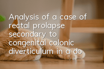 Analysis of a case of rectal prolapse secondary to congenital colonic diverticulum in a domestic cat
