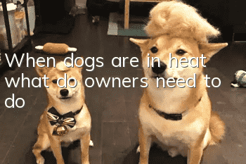 When dogs are in heat, what do owners need to do?
