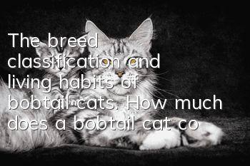 The breed classification and living habits of bobtail cats. How much does a bobtail cat cost?