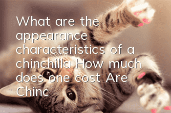What are the appearance characteristics of a chinchilla? How much does one cost? Are Chinchilla cats easy to raise?