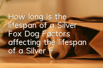 How long is the lifespan of a Silver Fox Dog? Factors affecting the lifespan of a Silver Fox Dog