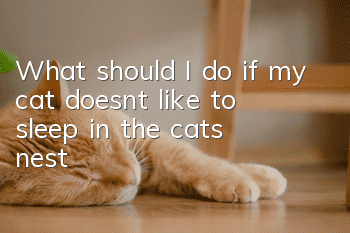 What should I do if my cat doesn’t like to sleep in the cat’s nest?