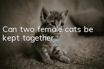Can two female cats be kept together?