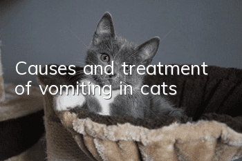 Causes and treatment of vomiting in cats