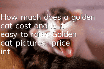 How much does a golden cat cost and is it easy to raise? Golden cat pictures | price | introduction