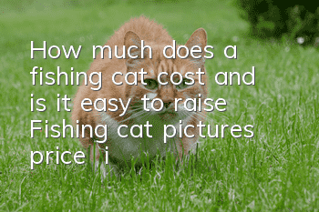 How much does a fishing cat cost and is it easy to raise? Fishing cat pictures | price | introduction