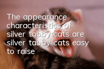 The appearance characteristics of silver tabby cats, are silver tabby cats easy to raise | How much does it cost