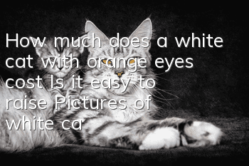 How much does a white cat with orange eyes cost? Is it easy to raise? Pictures of white cats with orange eyes | price | introduction
