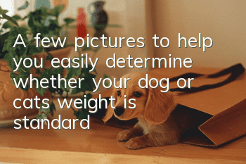 A few pictures to help you easily determine whether your dog or cat’s weight is standard
