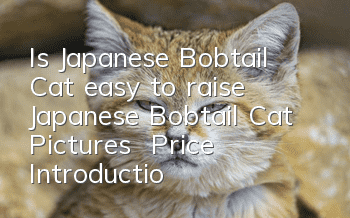 Is Japanese Bobtail Cat easy to raise? Japanese Bobtail Cat Pictures | Price | Introduction