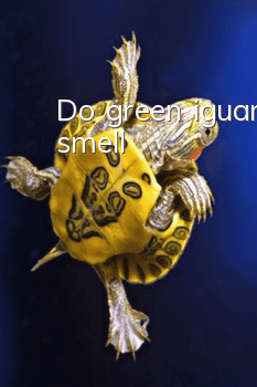 Do green iguanas smell?