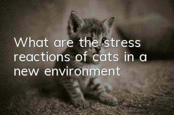 What are the stress reactions of cats in a new environment?