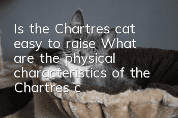 Is the Chartres cat easy to raise? What are the physical characteristics of the Chartres cat?