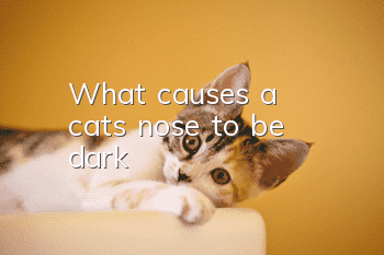 What causes a cat's nose to be dark?