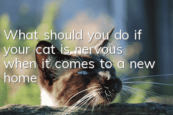 What should you do if your cat is nervous when it comes to a new home?