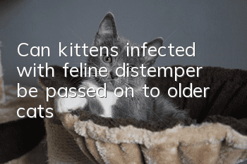 Can kittens infected with feline distemper be passed on to older cats?