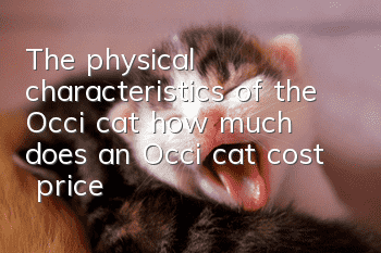 The physical characteristics of the Occi cat, how much does an Occi cat cost | price