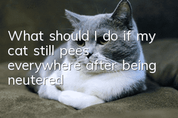 What should I do if my cat still pees everywhere after being neutered?