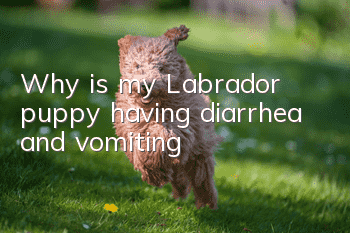 Why is my Labrador puppy having diarrhea and vomiting?