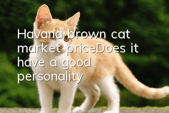 Havana brown cat market price_Does it have a good personality?