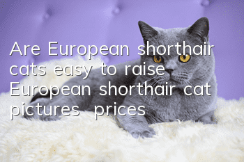 Are European shorthair cats easy to raise? European shorthair cat pictures | prices