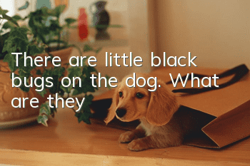 There are little black bugs on the dog. What are they?