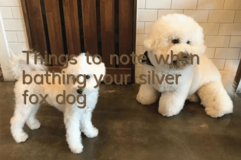 Things to note when bathing your silver fox dog