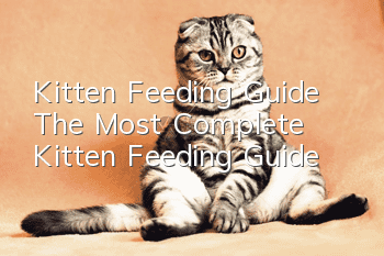 Kitten Feeding Guide The Most Complete Kitten Feeding Guide