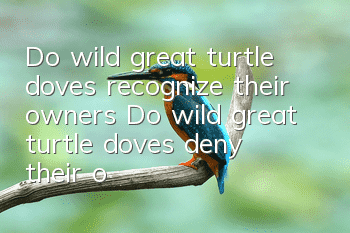 Do wild great turtle doves recognize their owners? Do wild great turtle doves deny their owners?
