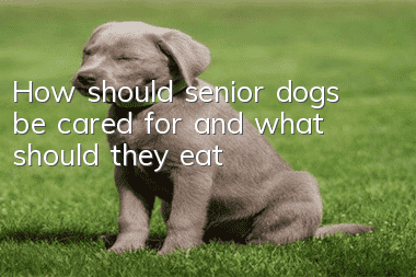 How should senior dogs be cared for and what should they eat?